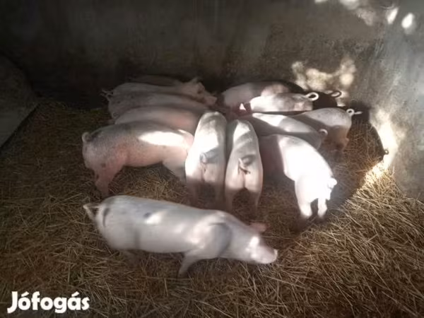Prasnice, Prasata