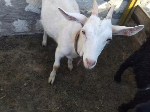 Echki, Saanen goat