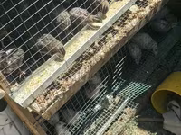 Quails — عکس 3