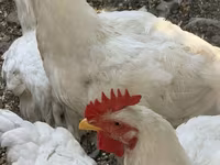 Chickens — foto 8