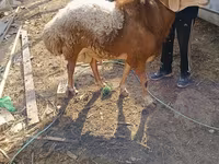 Baran, Hissar sheep — zdjęcie 1