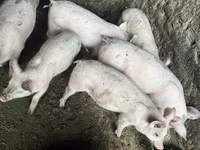 Babi betina, Pigs — foto 1