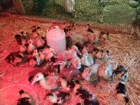 Ducks — عکس 7