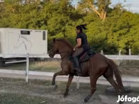ঘোড়া, Thoroughbred horse — ছবি 4