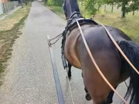 Kuda betina, Nonius horse — foto 2