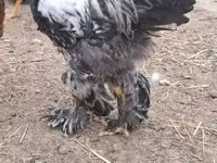 ብራህማ — ፎቶ 2
