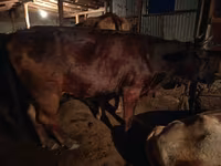 วัวตัวเมีย, Swiss cattle — รูปภาพ 2
