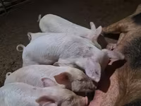 หมูป่าตัวผู้, หมู — รูปภาพ 2
