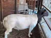 Berbec, Dorper sheep — foto 5