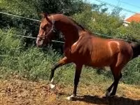 گھوڑا, Arabian horse — تصویر 1