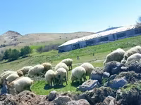 بھیڑ, بھیڑیں — تصویر 2