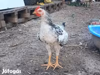 Сассекс — 3 зураг