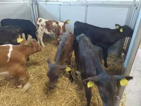 گاو ماده, Simmental cattle — عکس 3