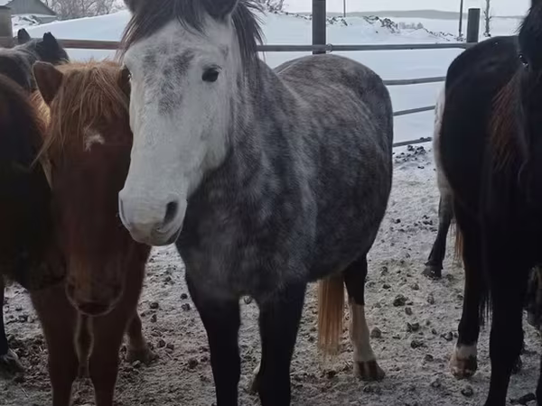 母马, Horses