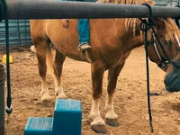 Cavallo, Belgian Draught — foto 6