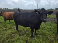 Vaca, Aberdeen-Angus — foto 5