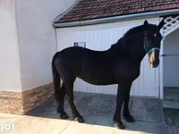 Kuda betina, Hungarian horse breed — foto 1