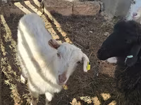 Ziege, Saanen goat — Foto 1