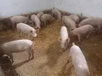 Świnie (partia, płeć nieokreślona), Крупная белая — zdjęcie 5
