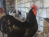 Chickens — zdjęcie 1