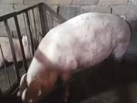 Säue, Schweine — Foto 8