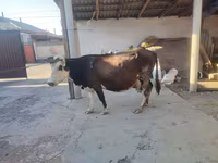 วัวตัวเมีย, Russian Black pied cattle — รูปภาพ 4