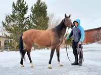 Faras dhaddig, Akhal-Teke — sawirka 2