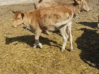 Krava, Simmental cattle — fotografija 1