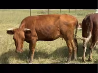 Lo’, Cattle — sawirka 2