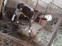 गाय, Simmental cattle — फ़ोटो 2