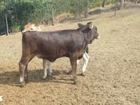 Lembu betina, Cattle — foto 5