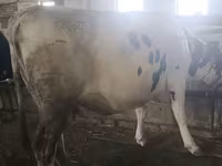 Mucca, Razza Holstein — foto 5