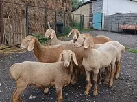 Får, Arashan sheep — foto 4