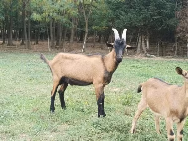 Kozel, Alpine goat