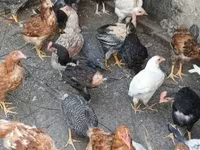 Chickens — Foto 1
