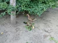 Ducks — zdjęcie 3
