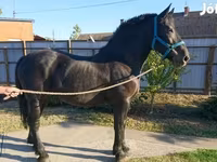Kuda betina, Hungarian horse breed — foto 4