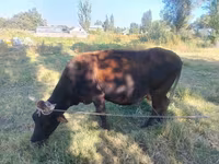 Ko, Simmental cattle — foto 7