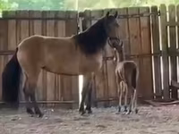 مادیان, Paso Fino — عکس 4