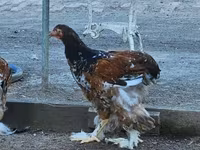 Brahma — foto 5