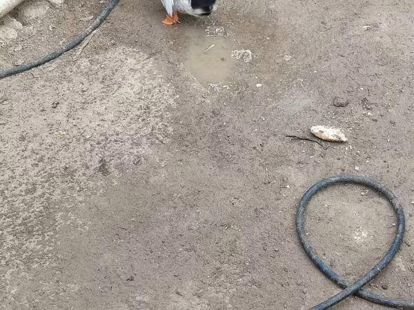 Ducks