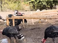 Turkeys — عکس 1