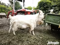 Kambing jantan, Goats — foto 4