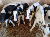 วัวตัวผู้, Russian Black pied cattle — รูปภาพ 2