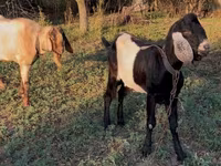 Bok, Nubian Goat — foto 4