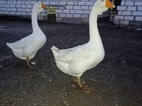 Geese — รูปภาพ 2