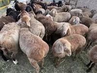 میش, گوسفند — عکس 3