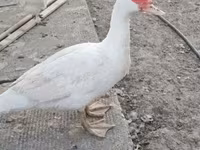 Domestic Muscovy — sawirka 4