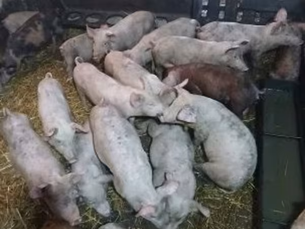 Svin (parti, køn ikke angivet), Grise