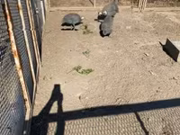 Guinea fowl — 1-сурет
